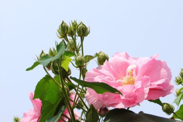 芙蓉花叶子有斑点怎么办 芙蓉花叶子长锈斑是什么原因
