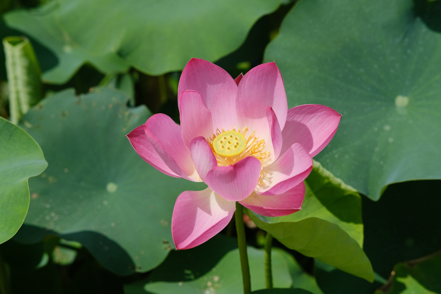 荷花竹叶子发黄怎么办