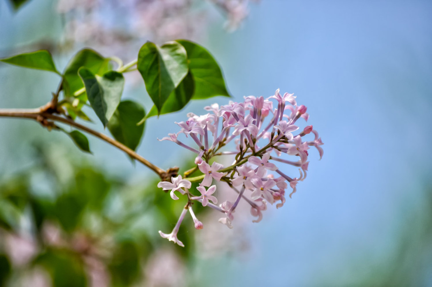 紫色丁香花的花语