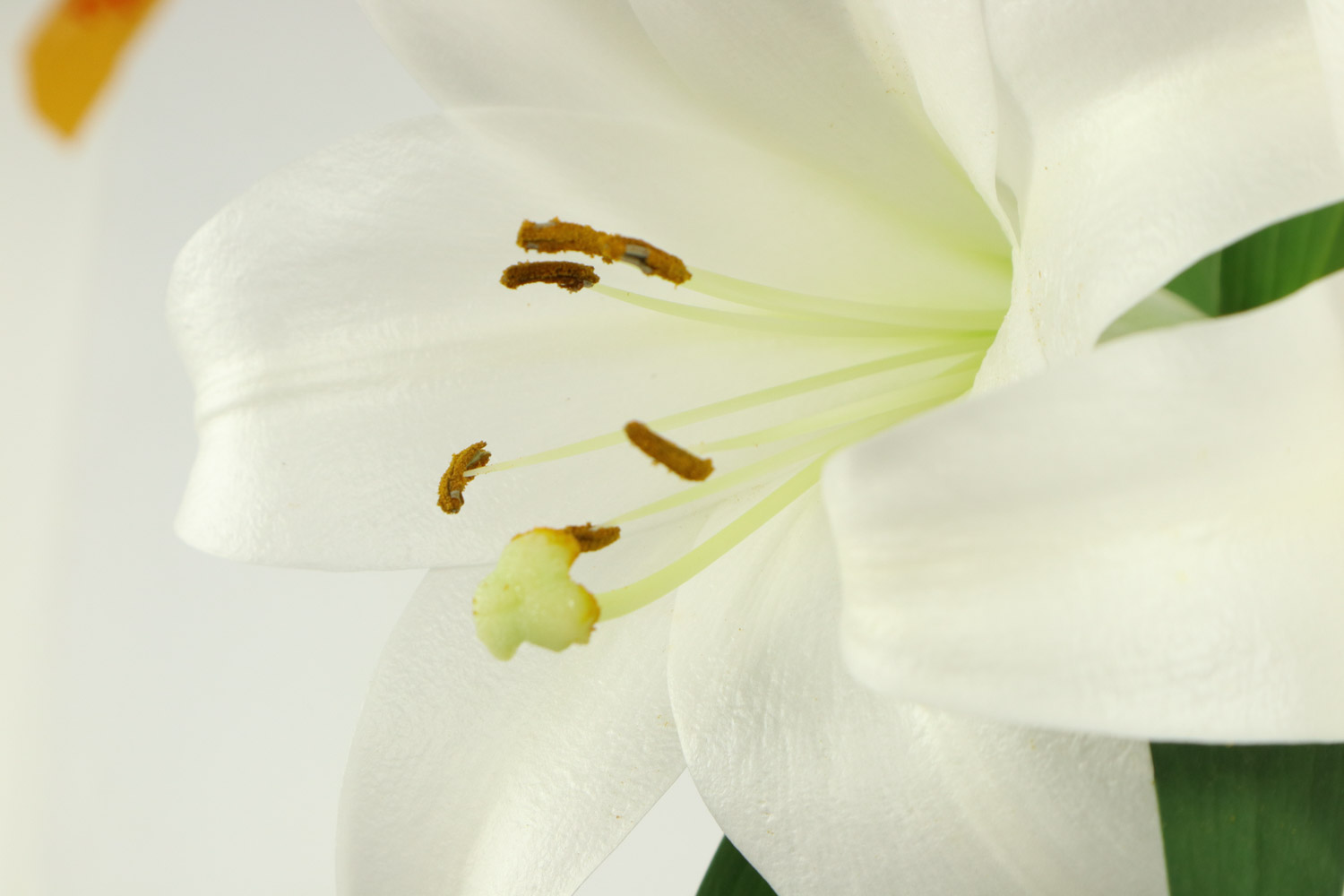 百合花的常见品种