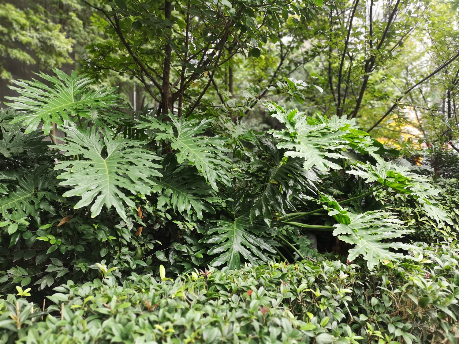 春羽有哪些病虫害