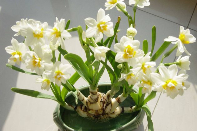 水仙花叶子发黄怎么办