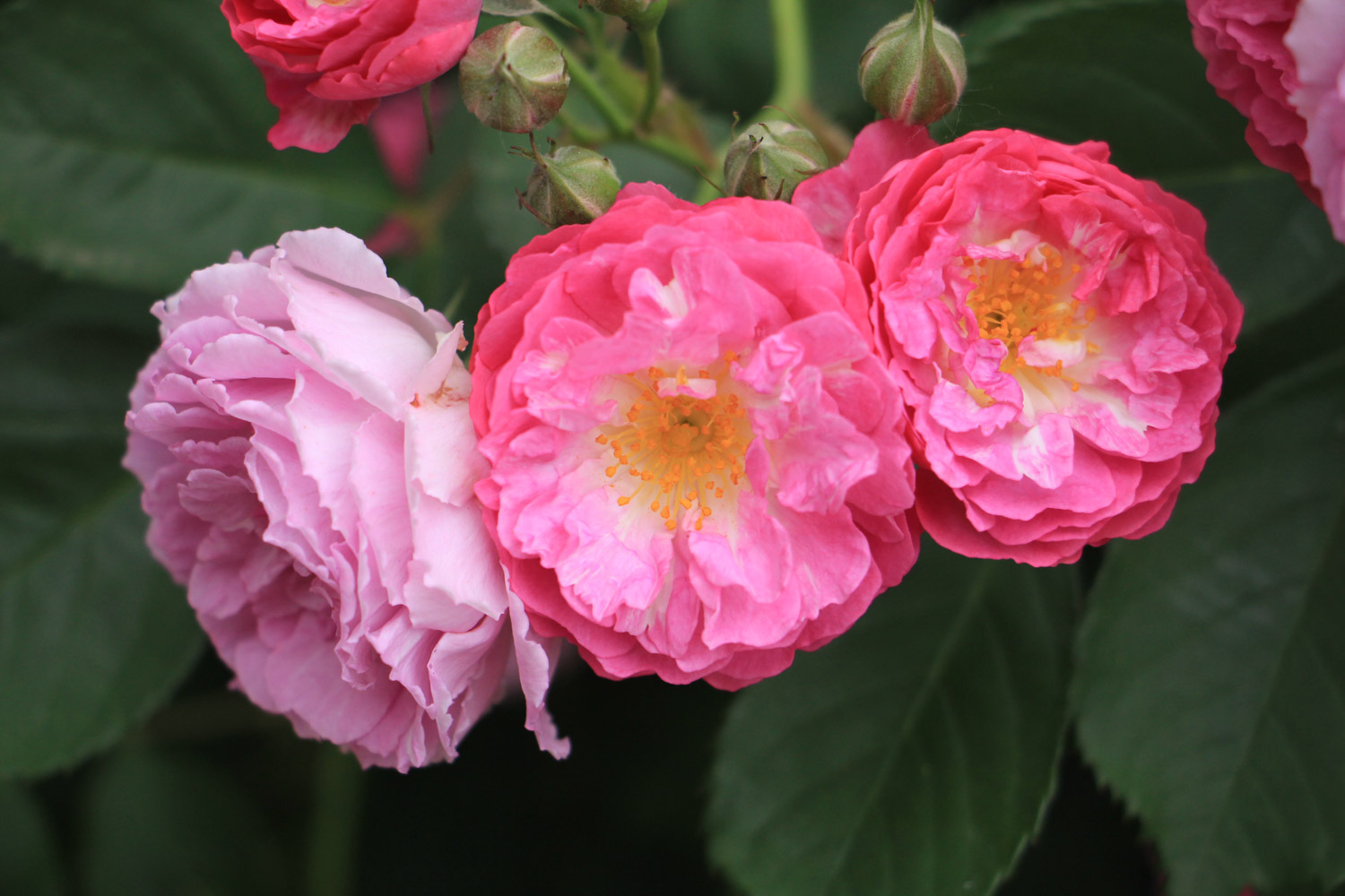 蔷薇花能水培吗
