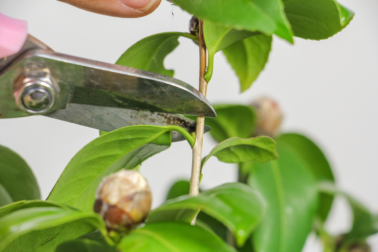 茶花叶子发黄是怎么回事