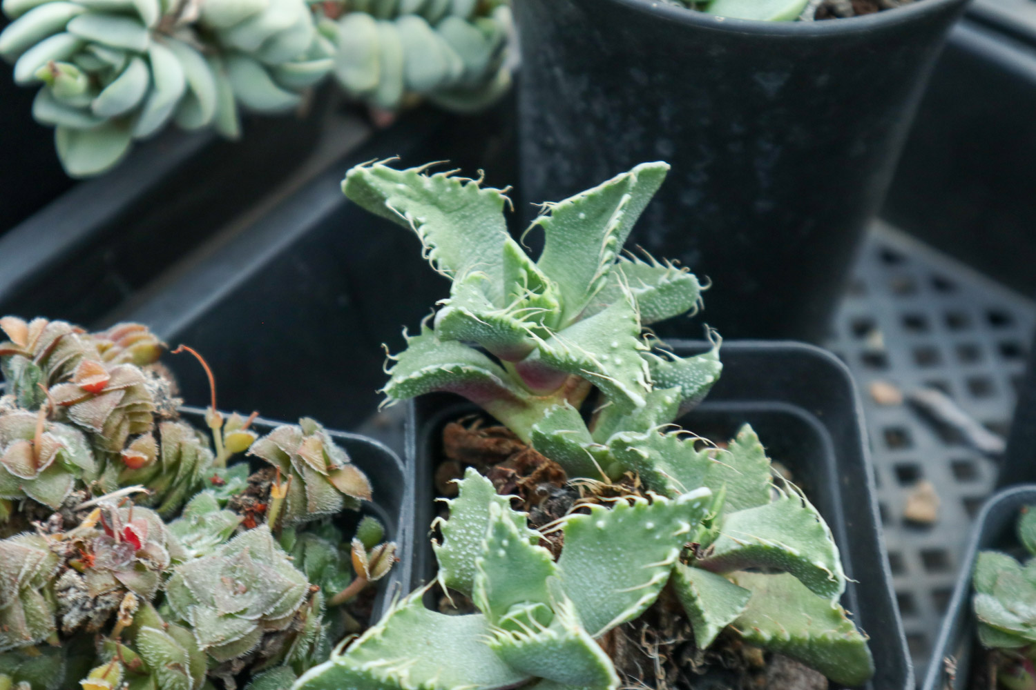 多肉植物四海波怎么养