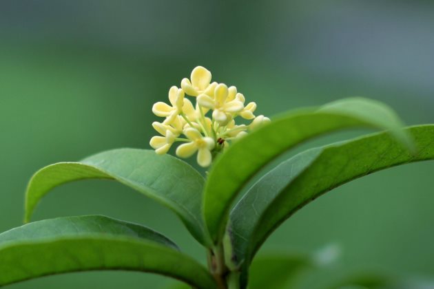 桂花树烂根怎么办