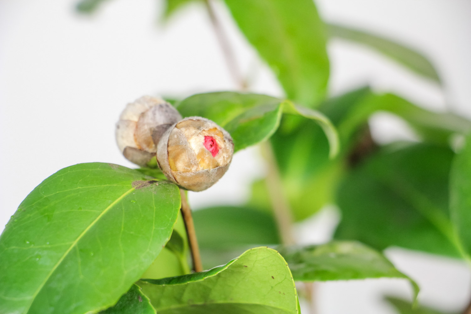 山茶黄叶的原因和处理办法