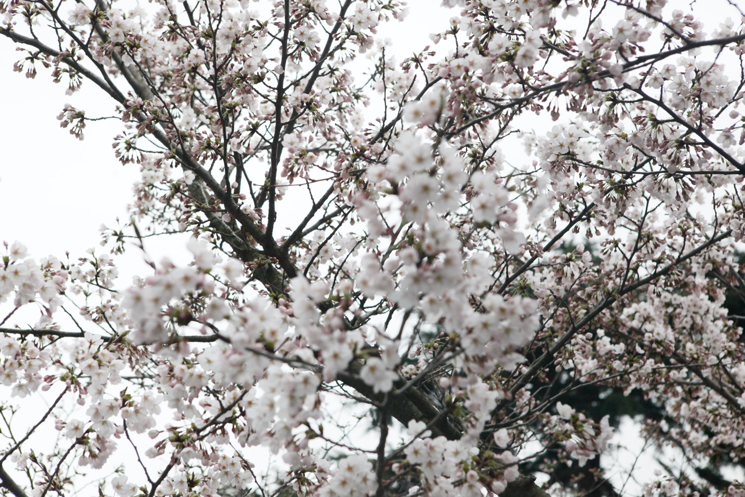 樱花叶子发黄怎么办