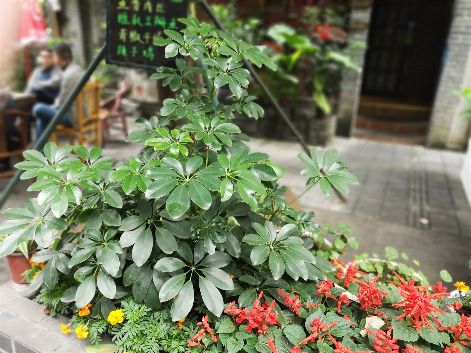 鸭脚木叶子变黑怎么办