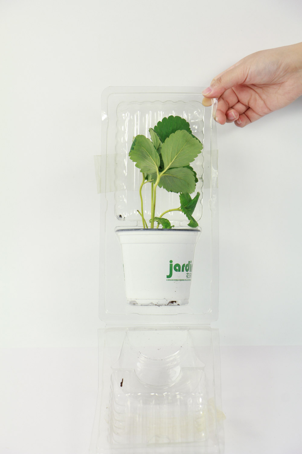 草莓水培种植方法