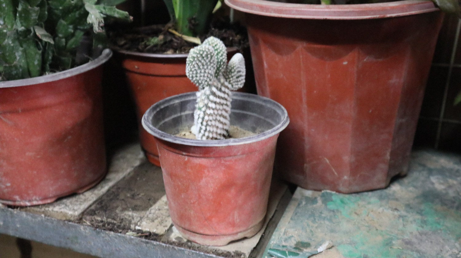 仙人掌枯萎了怎么办