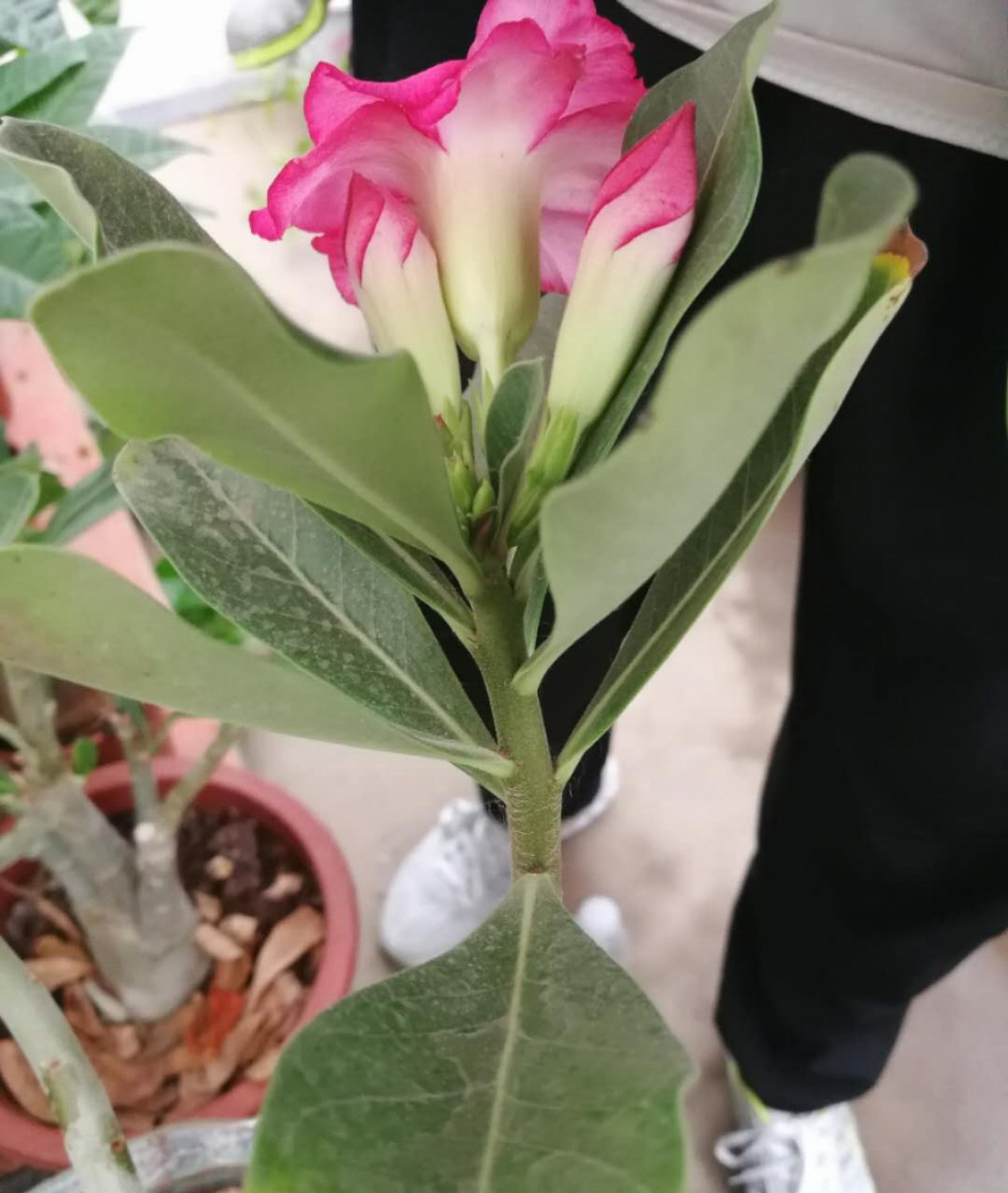 飘香藤黄叶的原因和处理办法