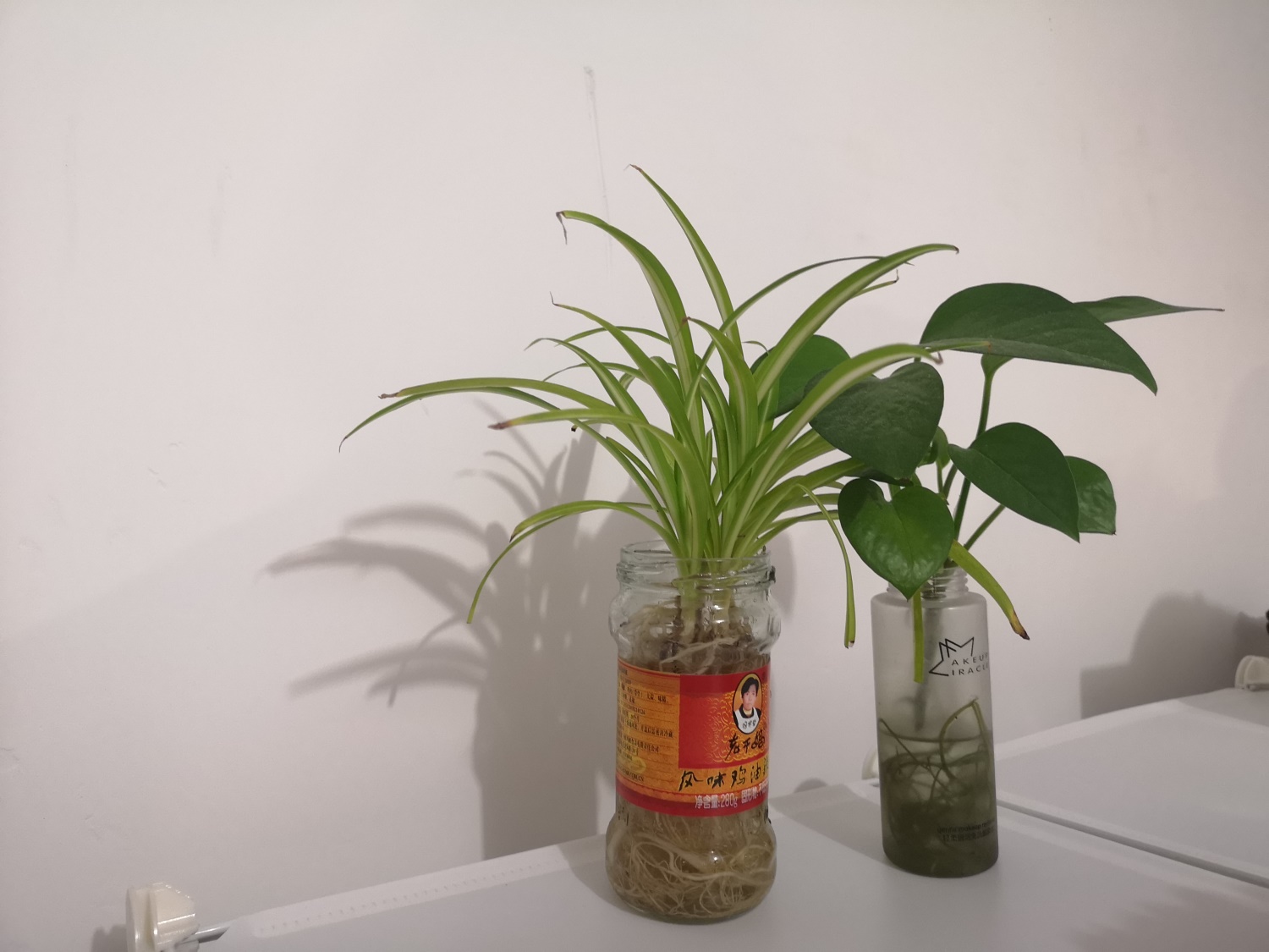 水培花卉这样做，保证黄叶不出现！