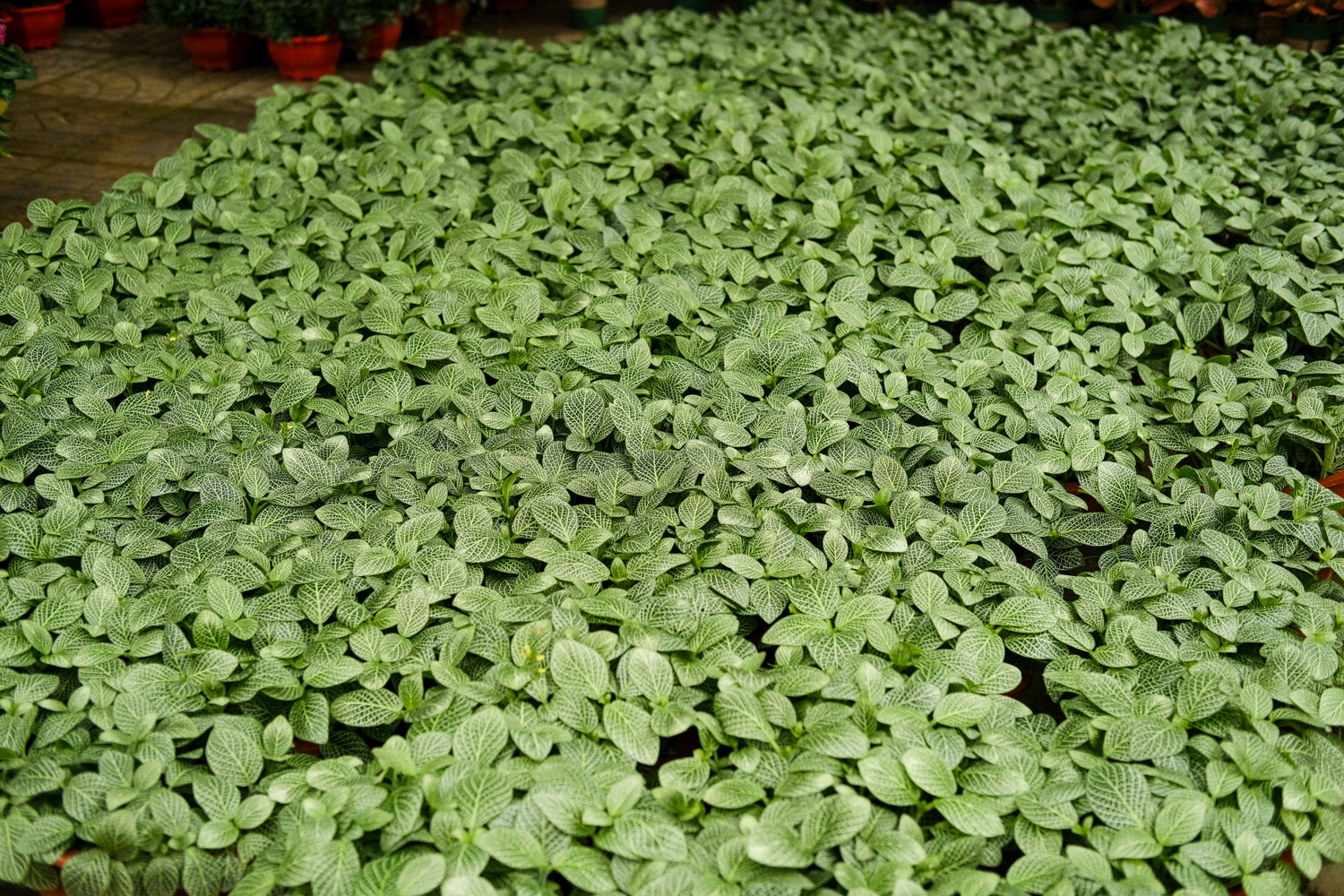 网纹草可以放卧室吗？