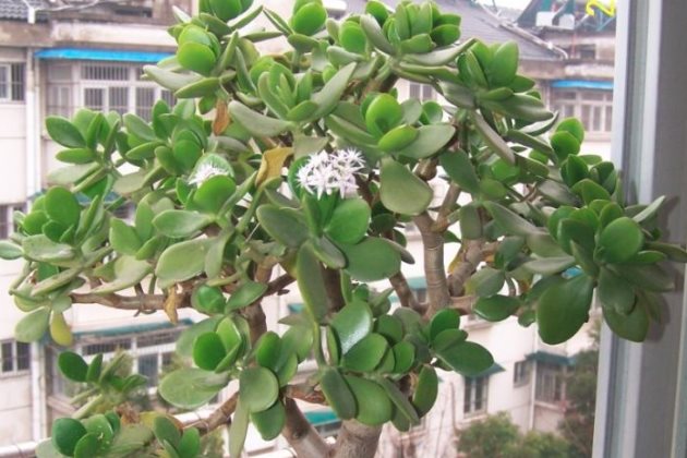 玉树不开花是什么原因？玉树为什么不开花？