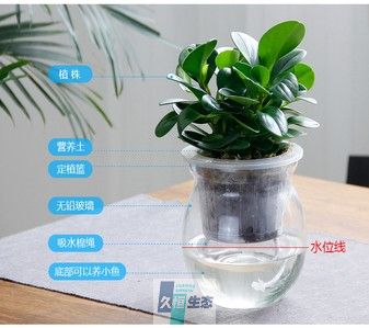 豆瓣绿