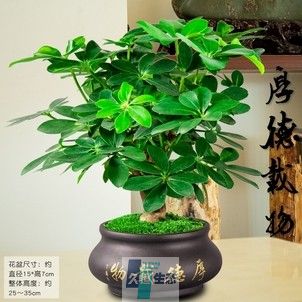 鸭爪木盆景