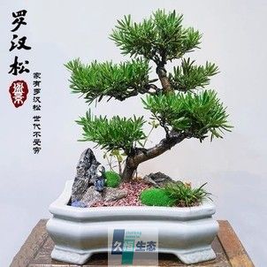 罗汉松
