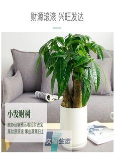 小三根发财树