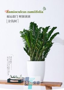 金钱树