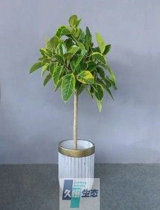 黄金榕.webp