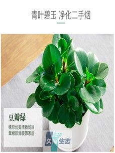 豆瓣绿