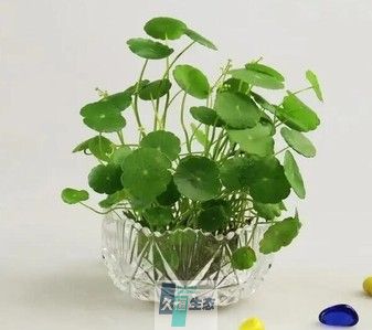 铜钱草