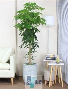 单干绿宝