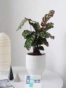 孔雀竹芋