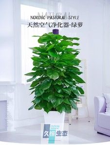 绿萝