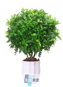 清香木