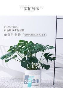 龟背竹