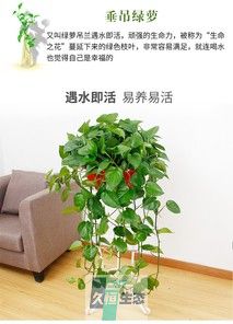 360垂绿萝