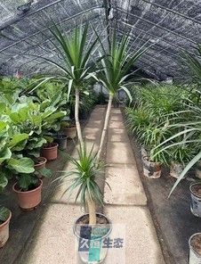 多枝龙血树