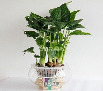水培滴水观音