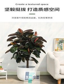 大橡皮树