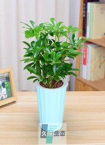 中鸭爪木