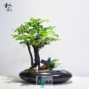 小叶紫檀