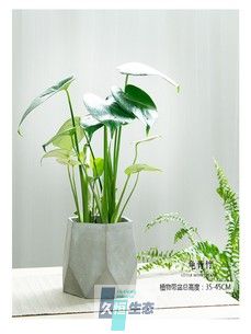 小龟背竹