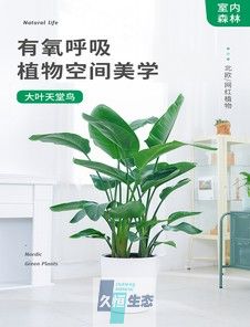 天堂鸟