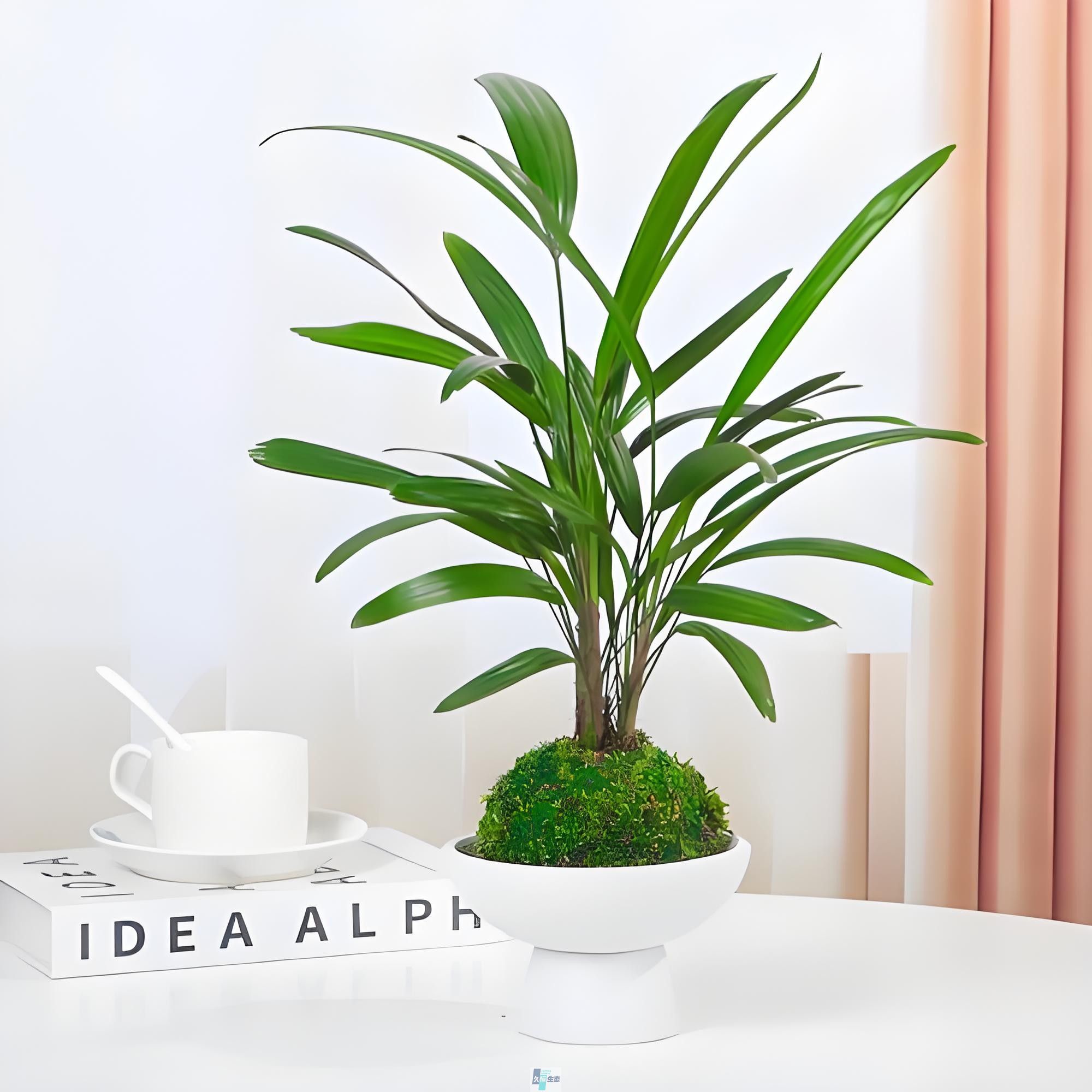 苔藓棕竹
