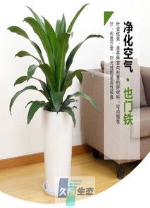 青叶也门铁