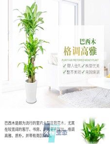 巴西木