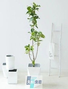 黄金榕