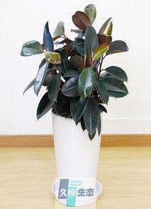 橡皮树