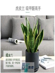 小虎皮兰1
