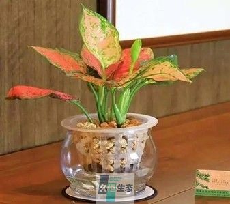 水培如意
