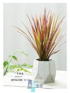 小千年木