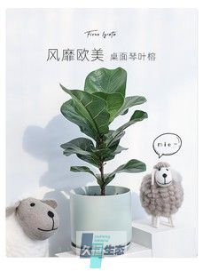 小琴叶榕