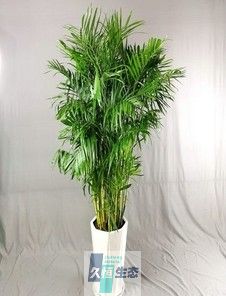 夏威夷1